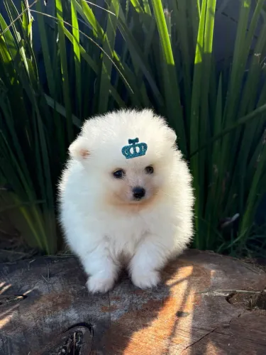 Spitz alemão macho 