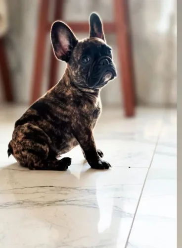 Bulldog