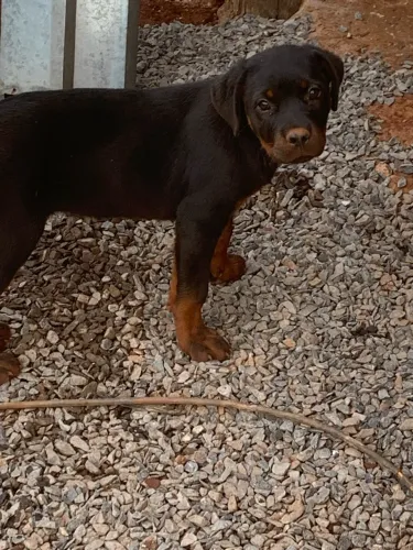 Rottweiler com pedigree