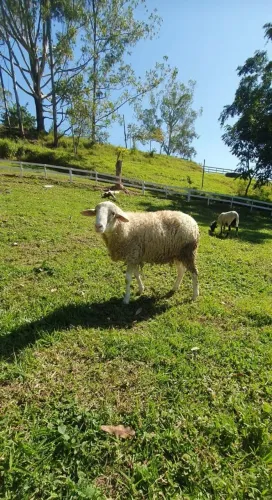 Carneiro macho a venda