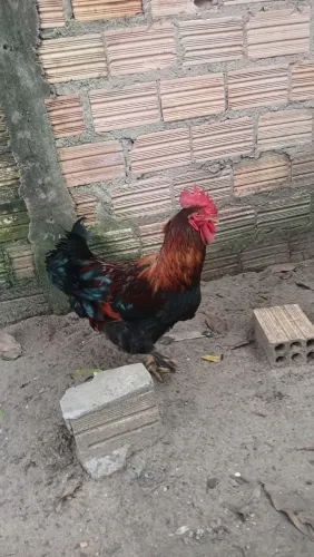 Vendo galo e galinha brahma. 