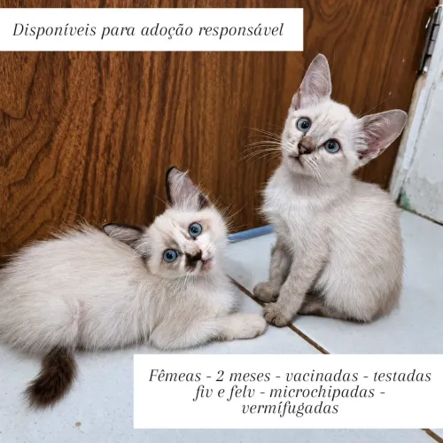 Gatinha disponível para adoção responsável 