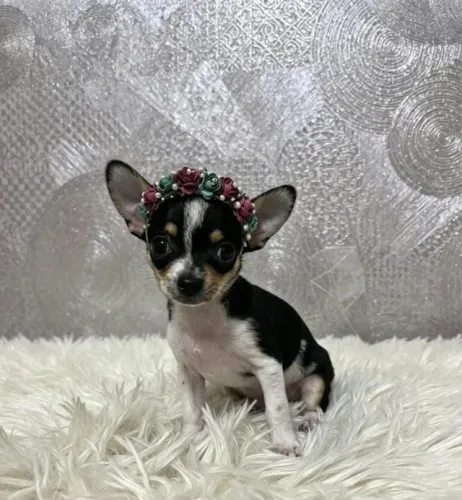 Pinscher Fêmea Charmosa
