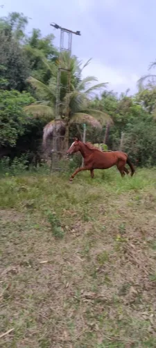 Cavalo