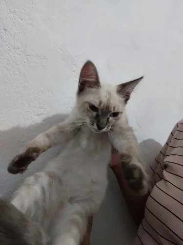 Adoção de gatinha fêmea 