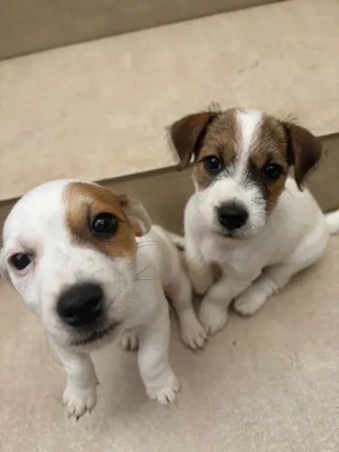 Vendo filhotes Jack Russel Terrier