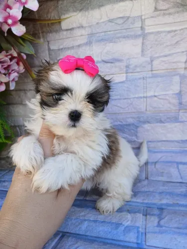 Shitzu fêmea mini lindíssima 