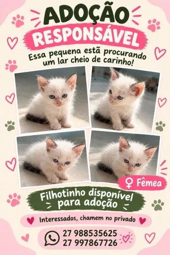 Adoção de Gatinha