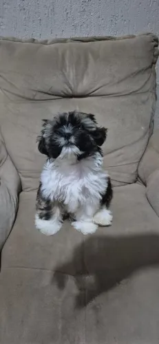 Mini Shitzu 