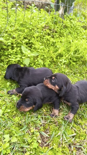 Daschund salsicha fêmeas