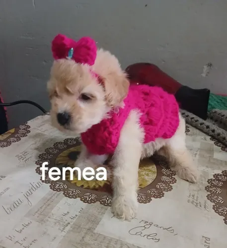 Poodle toy 1 femea e macho