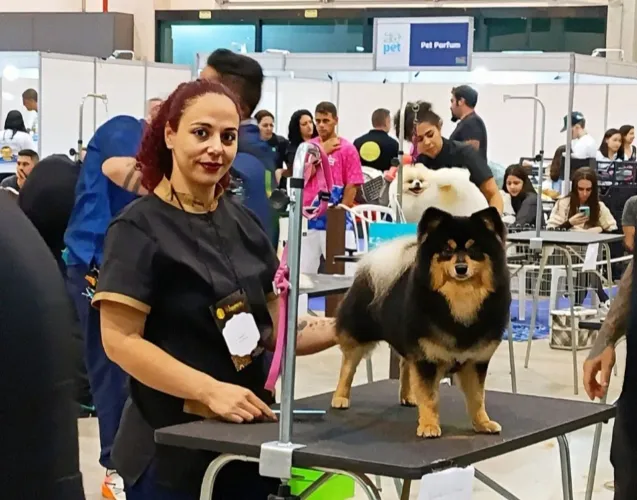 Spitz alemão Black and tan adestrado ( parcelamos 10x sem juros)