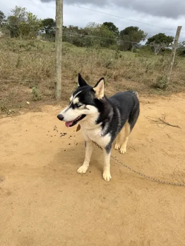 Cachorro Husky Siberiano