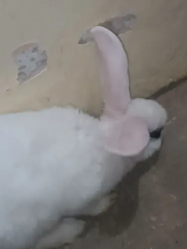 Vendo coelho macho pequeno ainda vacinado, problema de adaptação com meus cachorros.