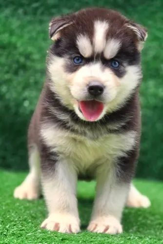 Husky siberiano com PEDIGREE ALKC registrados pelagem wolly já vacinados e vermífugados 