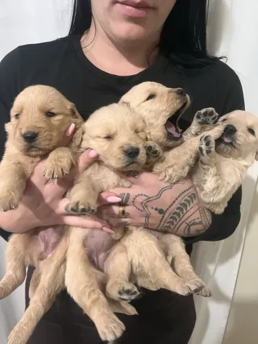 Golden retriever filhote