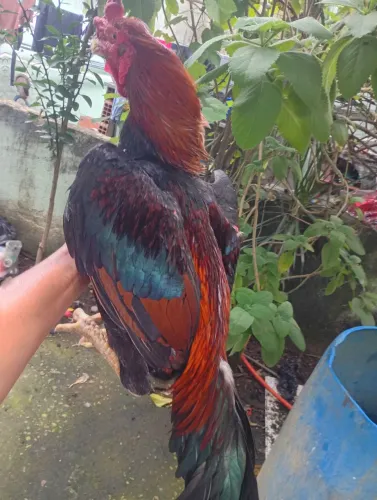Galos raça mura