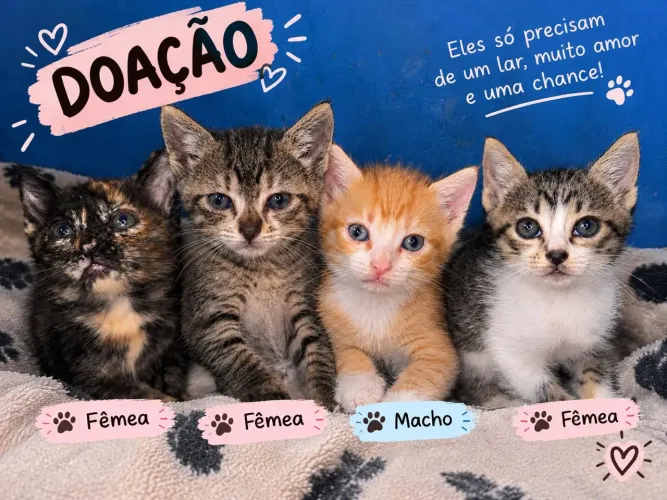 Doa-se filhotes de gato
