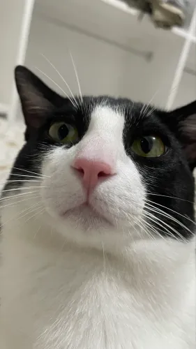 Gato adoção responsável 