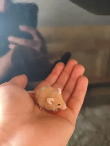 Camundongo macho