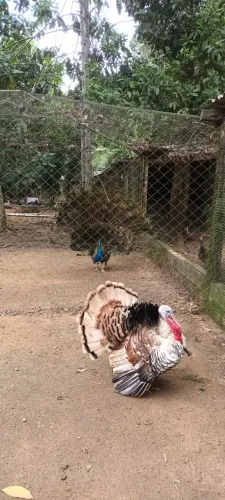 Vendo pinto de peru pra retirar no local mais informações *