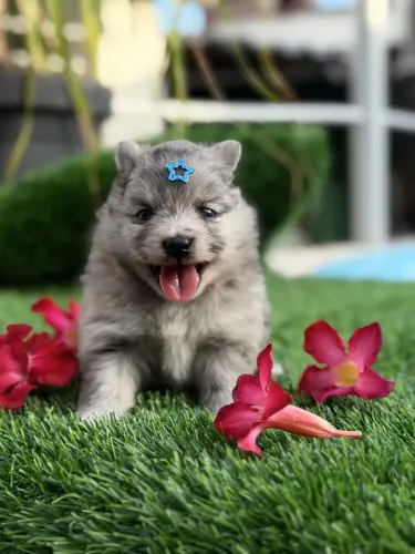 Lulu Fêmea Merle