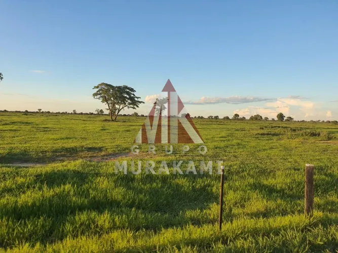 FAZENDA - RIO NEGRO MS