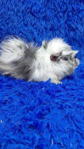 Porquinho da índia angorá
