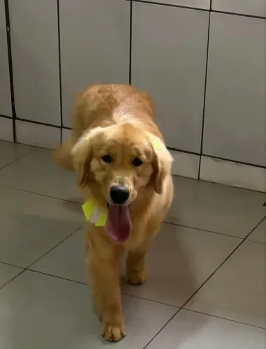 Fêmea Goldens Retriever 2 anos não castrada 