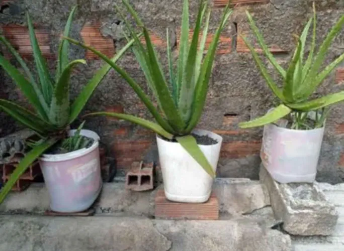 Barbosa (aloe-vera)