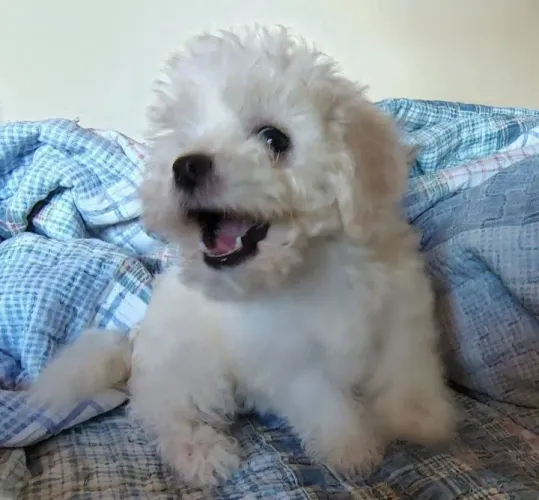 Poodle