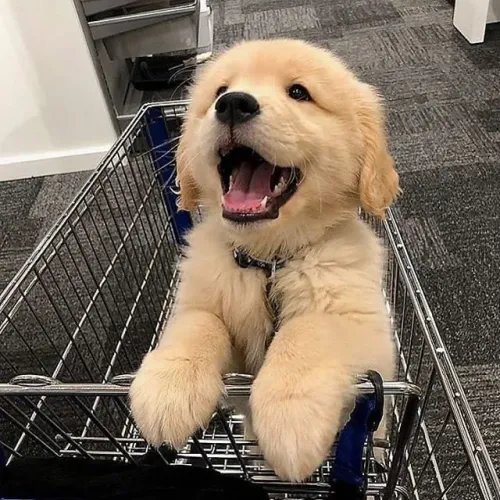 Golden retriever ?