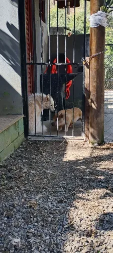 Mini porco macho
