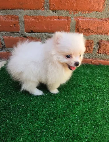 Filhote Spitz Alemão Anão