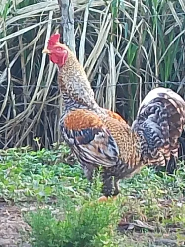 Frangos caipira 