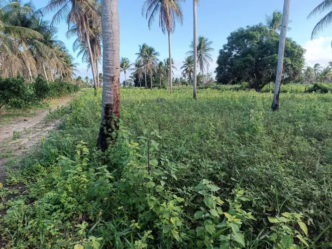 Vende-se terreno medindo 1,3 hectares (10.300 metros quadrados) em Acajutiba BA