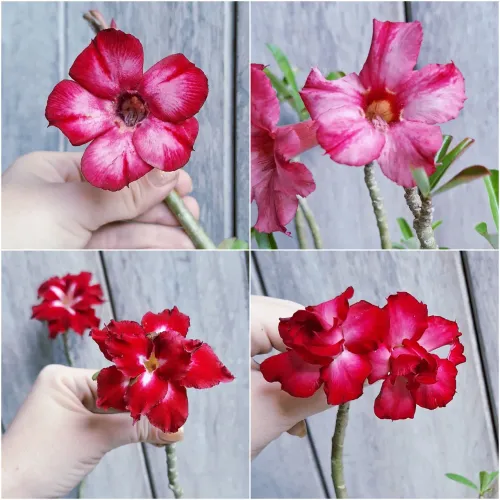 Rosas do deserto variadas