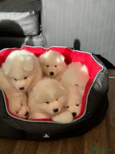 Baby Samoieda super dócil brincalhão e saudável vacinado dócil