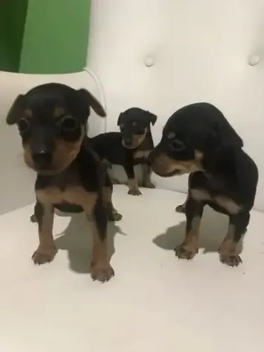 pequenos filhotes disponiveis 