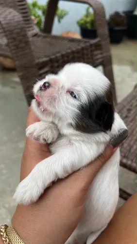 Vendo shitizu macho puro, mãe micro, valor 950