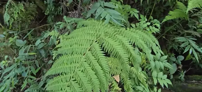 Riacho serras verdes