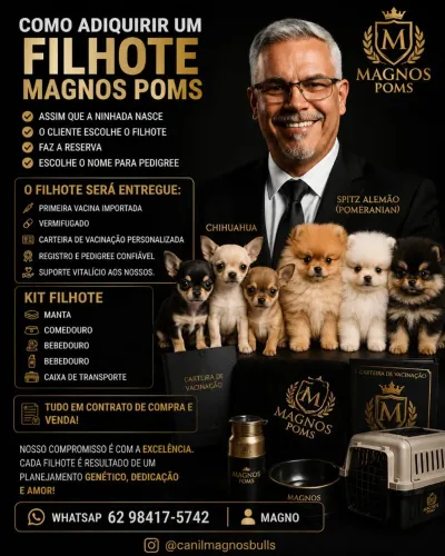CHIHUAHUA FILHOTES E MONTAS 