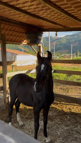 Potro mangalarga marchador