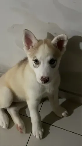 Husky Siberiano