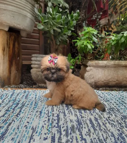 Shih tzu