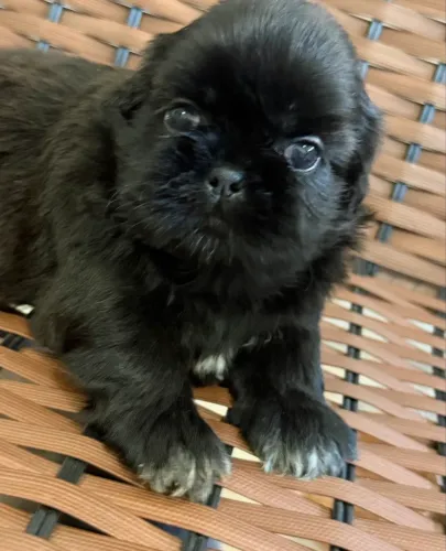 Shitzu filhotes raça pura, (pais com pedigree)1.300 fêmea 1.100 macho 