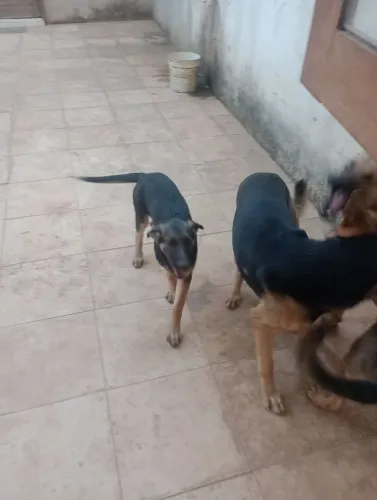 Cachorro pastor alemão