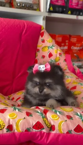Fêmea de Lulu da Pomerania
