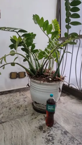 Barato - vaso de cerâmica com zamioculca!