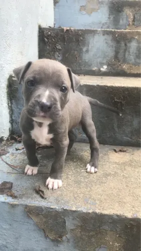 Doação de filhotes de pitbull 